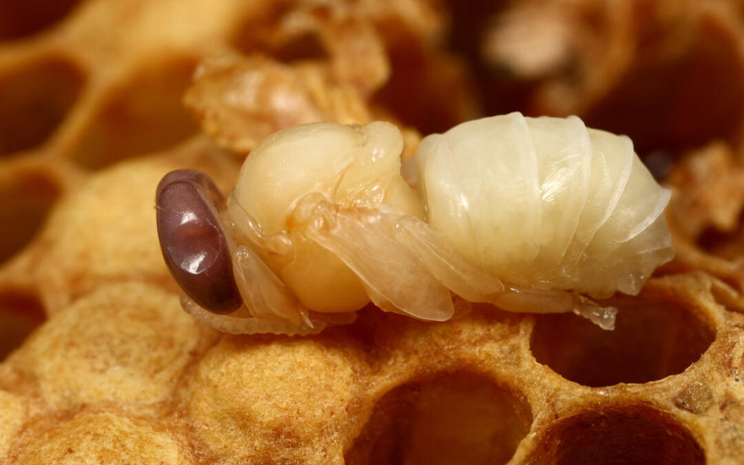 apilarnil honey bee drone larvae