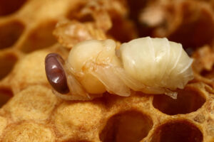 apilarnil honey bee drone larvae